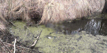 Безвісти зниклу костопільчанку знайшли мертвою в ставку на Березнівщині (ФОТО)